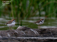 Collared Plover - Charadrius collaris