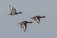 Ferruginous Duck (Aythya nyroca) photo