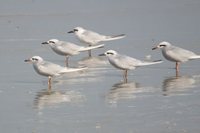 Snowy-crowned Tern - Sterna trudeaui