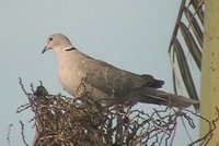 Eurasian Collared-Dove - Streptopelia decaocto