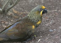 Brown Lory - Chalcopsitta duivenbodei