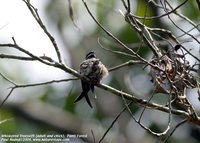 Whiskered Treeswift - Hemiprocne comata