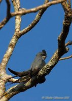 Crested Treeswift - Hemiprocne coronata