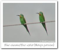 Blue-cheeked Bee-eater - Merops persicus