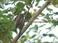 White-barred Piculet - Picumnus cirratus