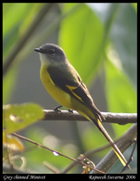 Gray-chinned Minivet - Pericrocotus solaris