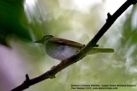 Eastern Crowned Leaf-Warbler - Phylloscopus coronatus