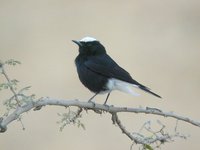 White-tailed Wheatear - Oenanthe leucopyga