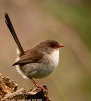 Superb Fairywren - Malurus cyaneus