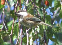 Chestnut-backed Chickadee - Poecile rufescens