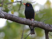 Retz's Helmetshrike - Prionops retzii