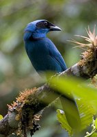 Turquoise Jay - Cyanolyca turcosa