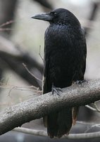 Carrion Crow - Corvus corone