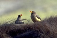 Yellow-billed Oxpecker - Buphagus africanus