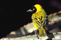 Lesser Masked-Weaver - Ploceus intermedius