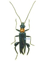 큰알통다리하늘소붙이 - Oedemera testaceithorax