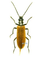 노랑하늘소붙이 - Xanthochroa luteipennis