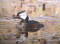 White-tufted Grebe