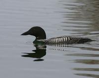 Common Loon