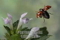 ( Coccinella quinquepunktata ) stock photo