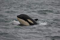 killer whale. copyright Robin W. Baird, Cascadia Research
