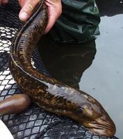 Sea lamprey