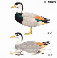 Crested Shellduck Tadorna cristata