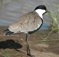 Spur-winged Lapwing p.126