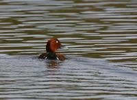 Ferruginous Duck (Aythya nyroca)