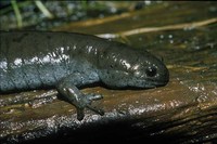 : Ambystoma texanum; Small-mouthed Salamander