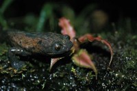 : Bolitoglossa dofleini