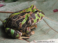 : Ceratophrys stolzmanni