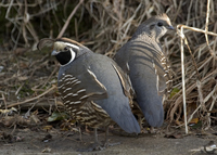 : Callipepla californica; California Quail