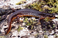 : Rhyacotriton kezeri; Columbia Torrent Salamander