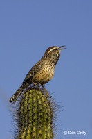 : Campylorhynchus brunneicapillus; Cactus Wren