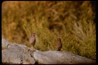 : Carpodacus purpureus; Purple Finch