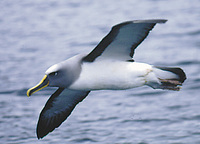 : Diomedea bulleri; Buller's Albatross