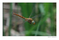 : Aeshna isosceles; Norfolk Hawker
