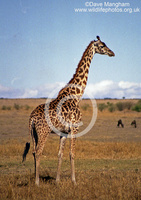 : Giraffa camelopardalis ssp. tippelskirchii; Masai Giraffe