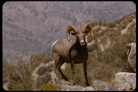 : Ovis canadenis; Bighorn Sheep