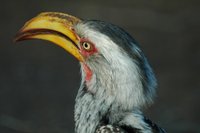 : Tockus leocomelas; Yellow-billed Hornbill