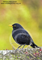 : Turdus merula; Eurasian Blackbird