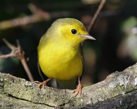 : Wilsonia citrina; Hooded Warbler (female)