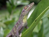 : Anolis transversalis; Banded Tree Anole