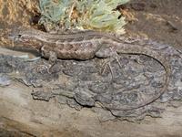 : Sceloporus graciosus; Common Sagebrush Lizard