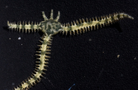 : Ophiactis savignyi