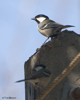 Great Tit