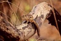 Oriental striped squirrel