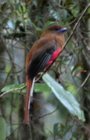 Red-headed Trogon by Adrian O'Neill