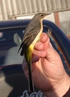 Grey Wagtail